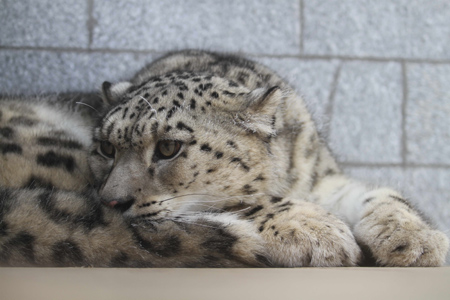 高原“雪豹情侶”落戶濟(jì)南跑馬嶺野生動物世界 即將與游人見面