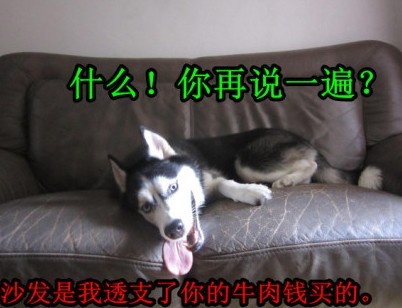 呆萌哈士奇網(wǎng)絡爆紅 囧表情加設計對白笑翻網(wǎng)友