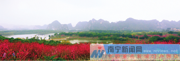 市區(qū)可賞花縣區(qū)有花海 “花樣南寧”吸引游客逐香來