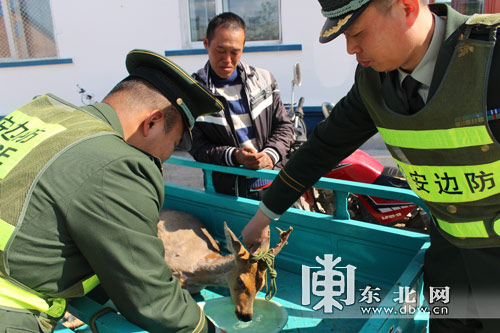 “傻狍子”獨(dú)自過(guò)江累夠嗆 警民成功施救放生