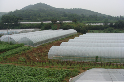 王墳鎮(zhèn)有機(jī)蔬菜質(zhì)量好賣價(jià)高銷售俏