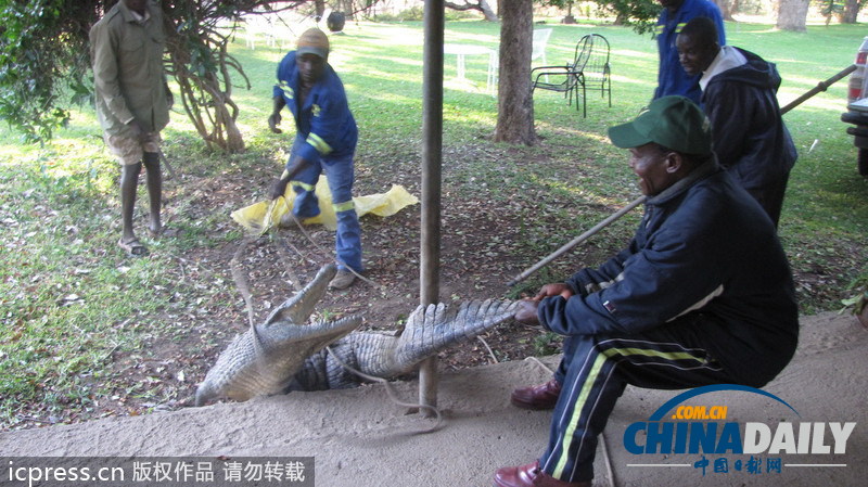 津巴布韋鱷魚潛入民居 藏身床下一夜未被發現