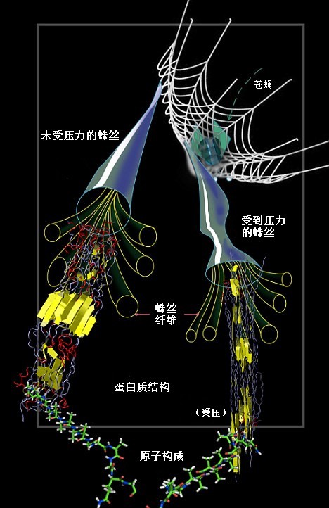 蛛網(wǎng)為何強(qiáng)于“鋼網(wǎng)”？蛛絲內(nèi)部結(jié)構(gòu)能隨壓力變化