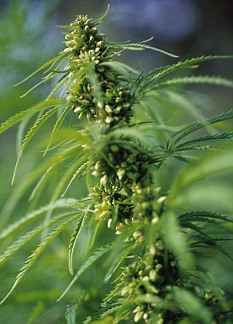 英一女子臥室內種大麻 只為籌錢做隆胸手術