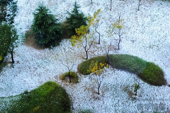 北京初雪 秋風染黃銀杏