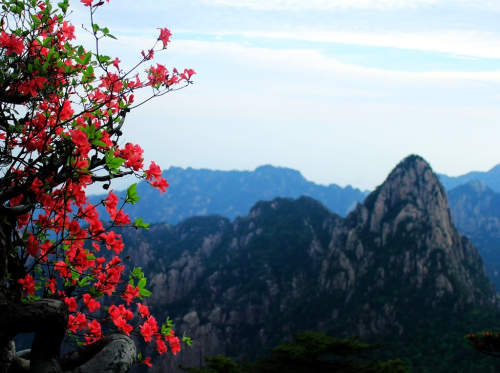 黃山杜鵑:群峰萬(wàn)仞一點(diǎn)紅