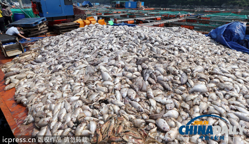 韓國赤潮致死魚成堆 漁民投黃土應對（高清組圖）