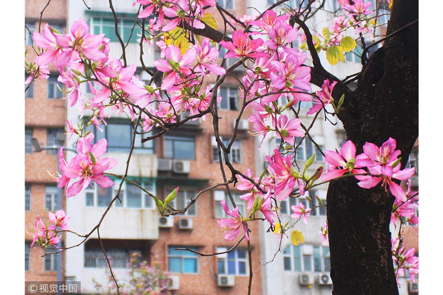 踏青季：春天盛開的9種鮮花 哪一種最美？（組圖）