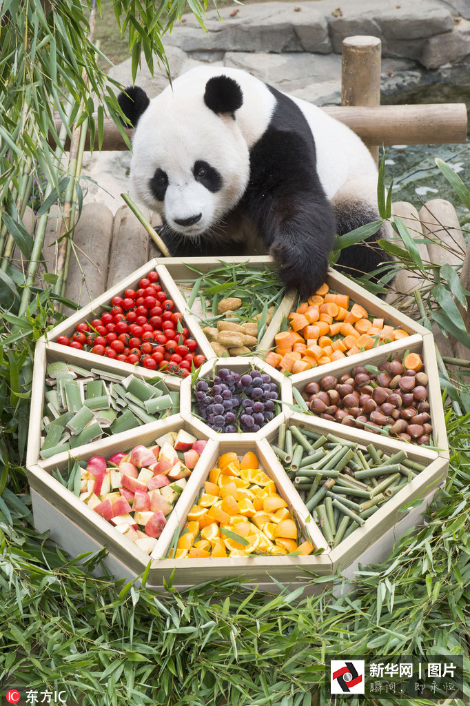 吃得開(kāi)心！韓國(guó)動(dòng)物園大熊貓?zhí)崆跋硎芄?jié)日大餐（組圖）