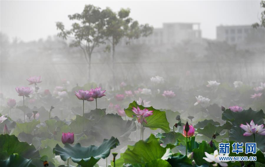 雨后晨霧中的夢(mèng)幻荷塘（組圖）