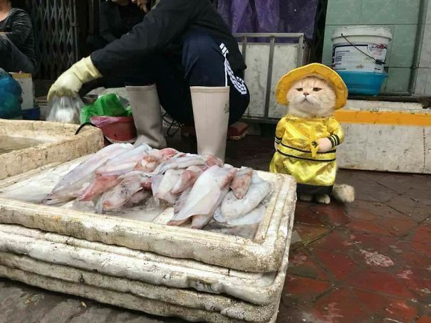 來會(huì)會(huì)越南最萌的魚販子（組圖）