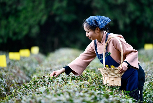 Tea growers pick spring tea in Rizhao