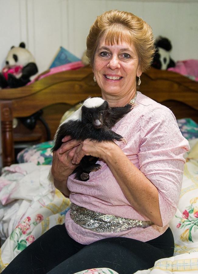 情有獨鐘！美婦女飼養50只臭鼬當寵物(組圖)