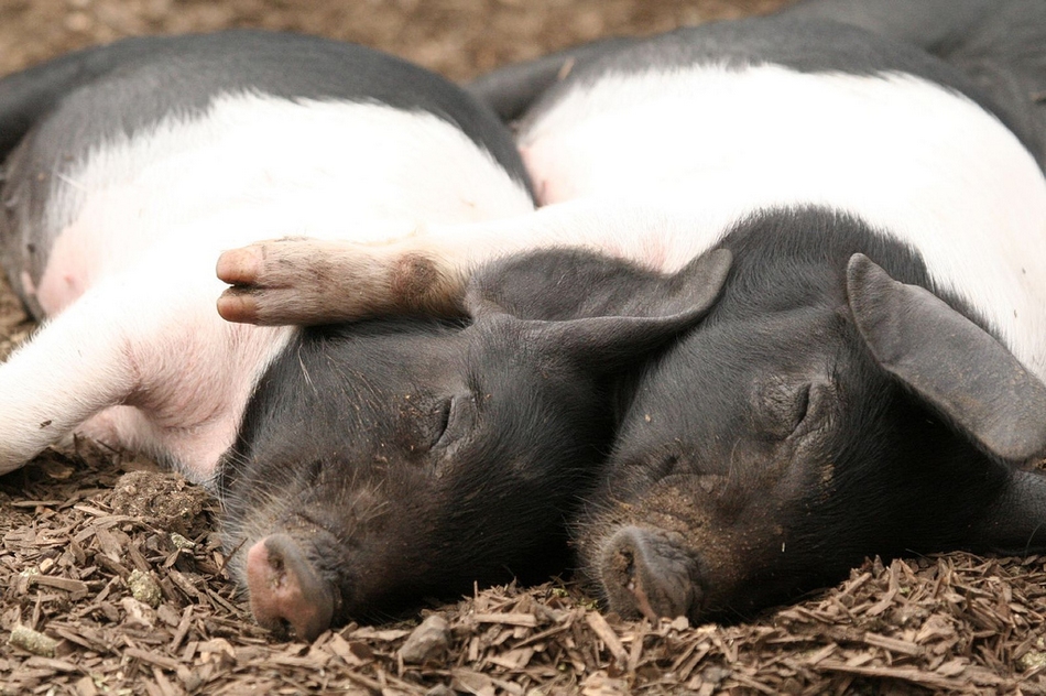 冬日暖情：動物們的擁抱日(高清組圖)